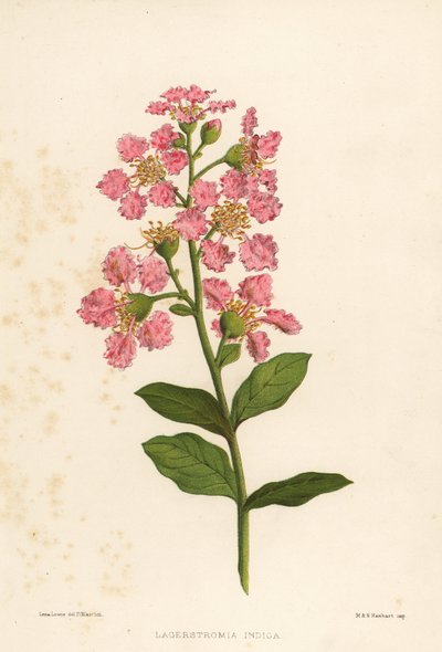 Crape Myrtle, Lagerstromia Indica by Unknown
